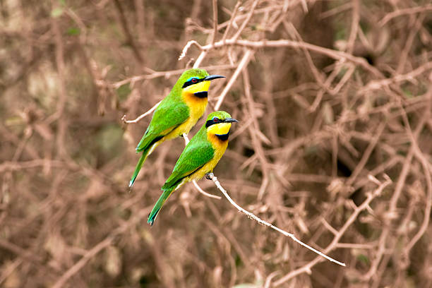 Birds In Lake Manyara
